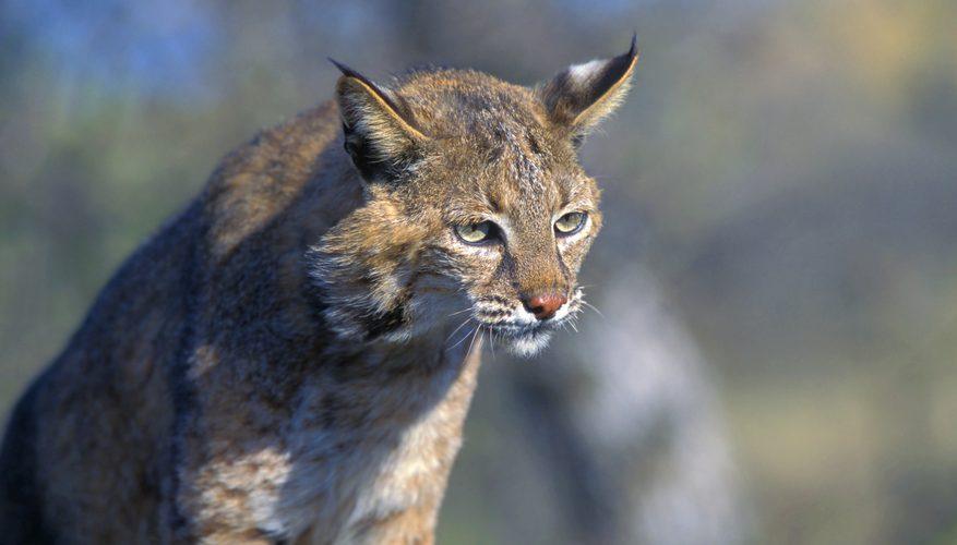 The Types of Wild Cats in Massachusetts 1 97787208