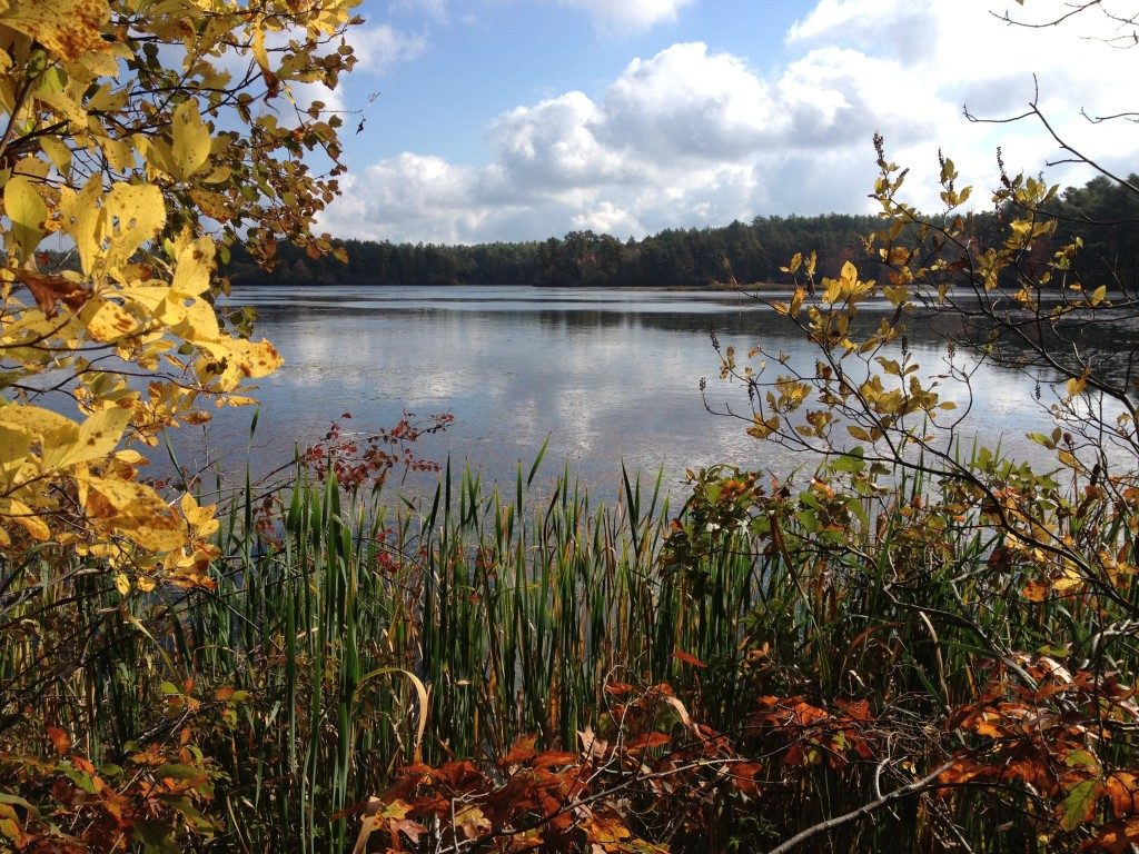 MILES STANDISH STATE FOREST –East Head Reservoir Trail. 4