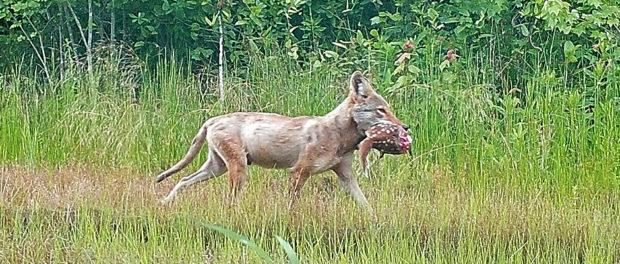 Coyotes don’t reduce deer populations ??? 1 SM Coyotes deer 620x264