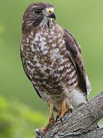 Massachusetts Hawks 5 Massachusetts Hawks 5