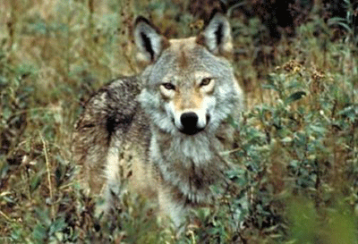 Wolves in New England? control coyote populations??? 1 eastern400