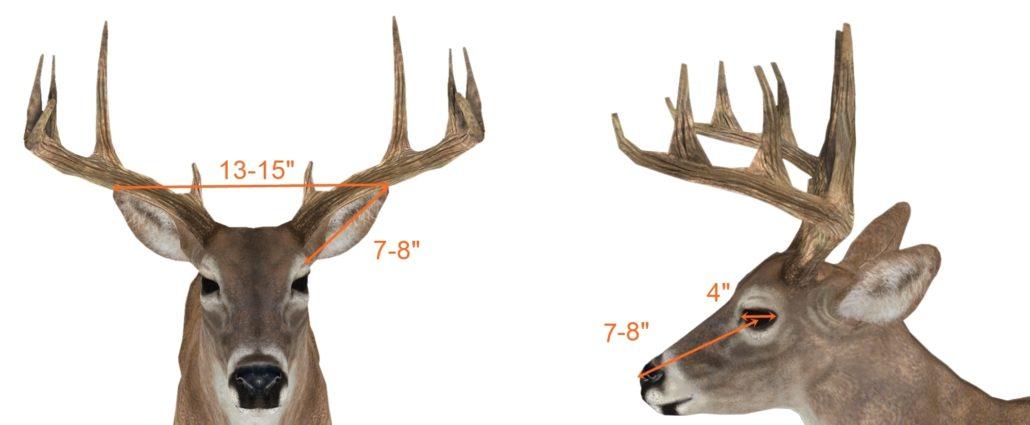 Big bucks not unusual in Massachusetts 1 field scoring a buck pic1 1030x425