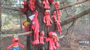 Hiker Finds Odd 'Elmo Tree' in Massachusetts 2 Hiker Finds Odd 'Elmo Tree' in Massachusetts 1