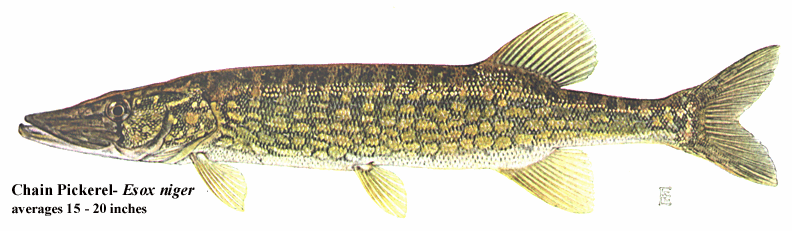 Best bets for trophy pike, pickerel, and tiger muskellunge in Massachusetts 1 lgchainpickerel