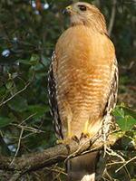 Massachusetts Hawks 4 Massachusetts Hawks 4