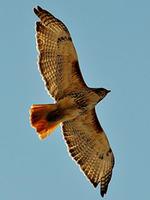 Massachusetts Hawks 6 Massachusetts Hawks 6