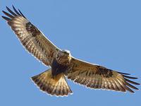 Massachusetts Hawks 7 Massachusetts Hawks 7
