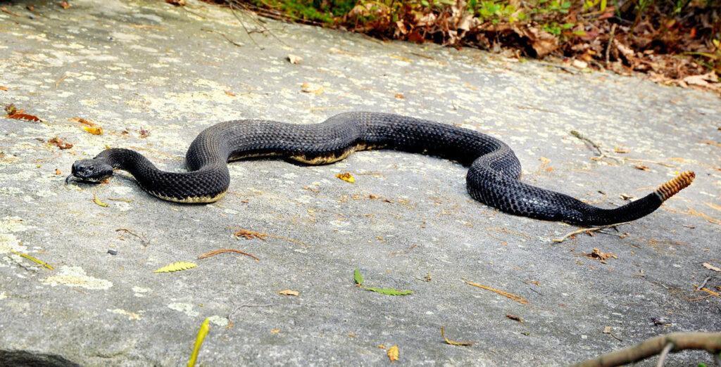 3 rattlesnakes spotted in Westfield neighborhood 2 3 rattlesnakes spotted in Westfield neighborhood 1