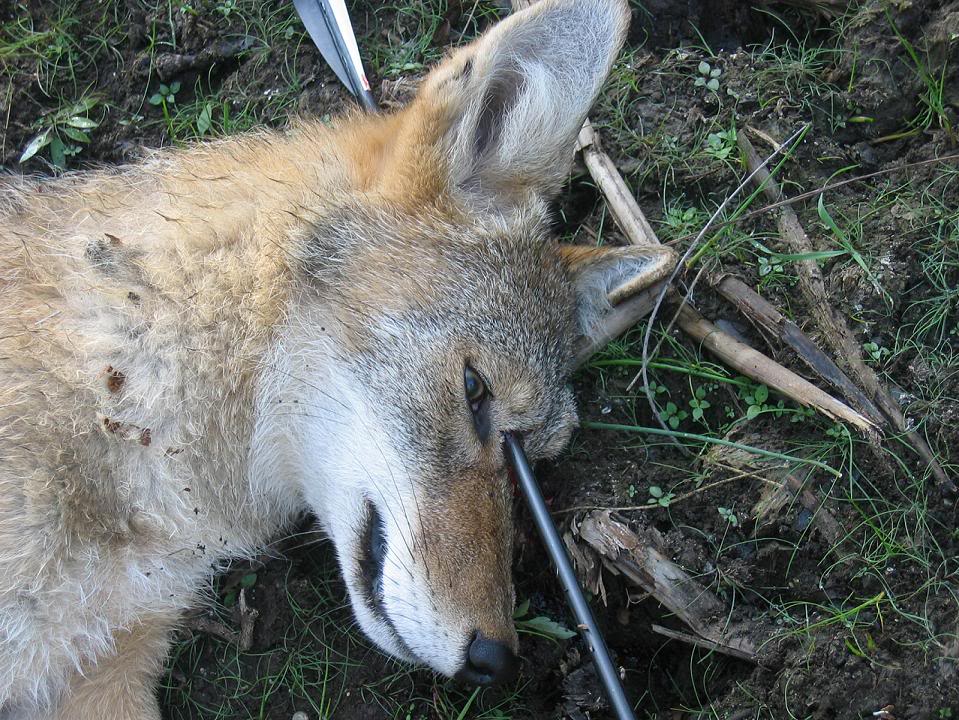 Sweet Archery Coyote Hunt POV Head Cam 1 Coyote5