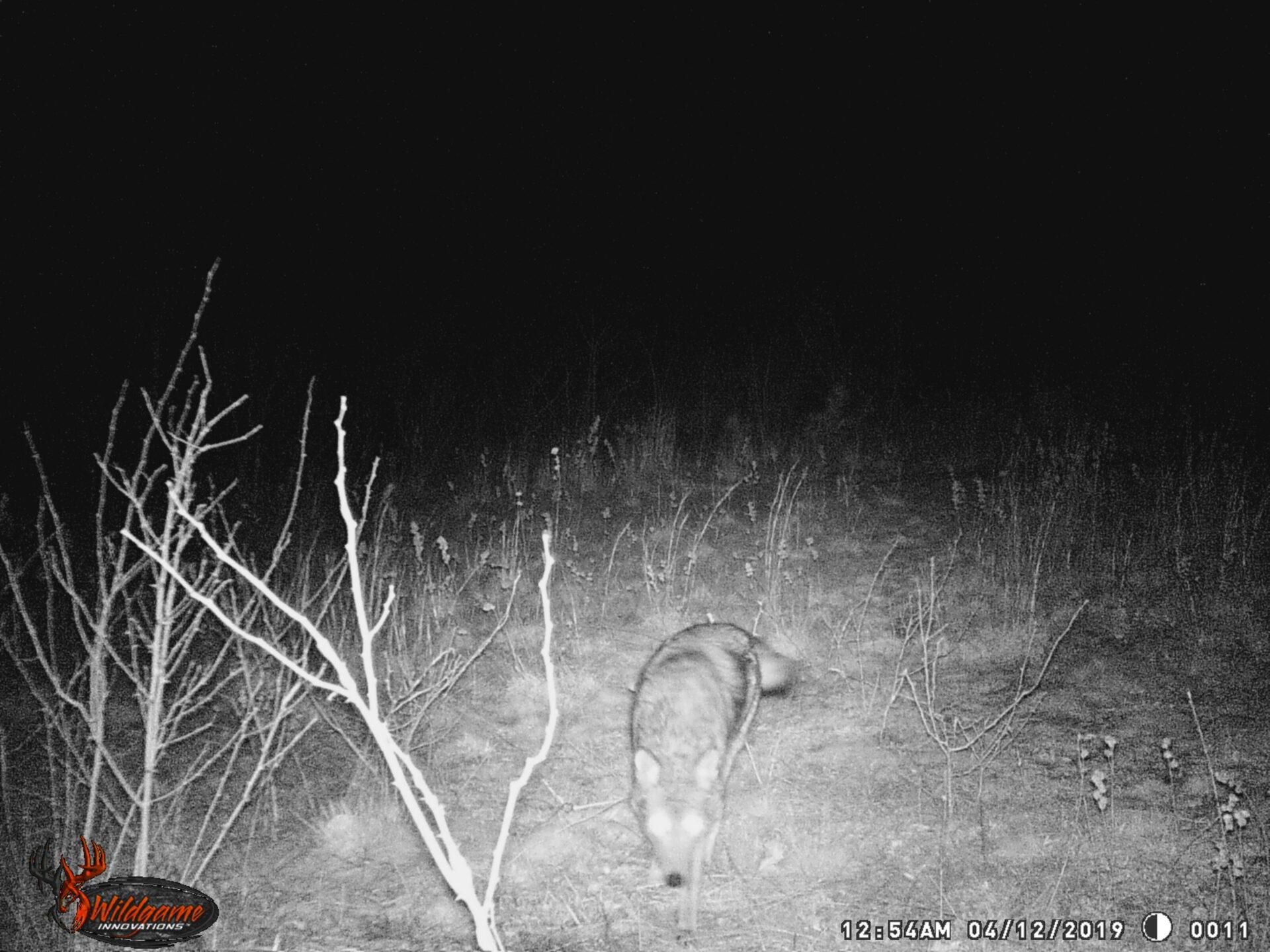 Tips and Tricks When Using a Game and Trail Camera 1 WGI 0011
