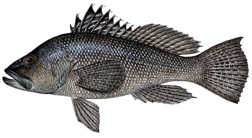 2019 Massachusetts Fishing: Black Sea Bass, Scup and Fluke 1 black sea bass