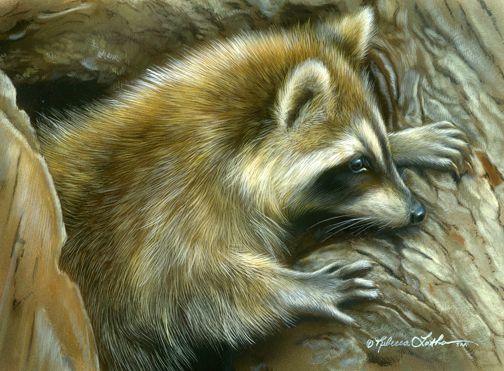 Foxpro Furtakers - Episode 207 - Cape Cod 1 xfs 700x400 c80 intriguedraccoon5x7