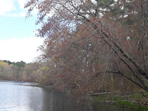 Beaver Dam Conservation Area-Plymouth ma 10