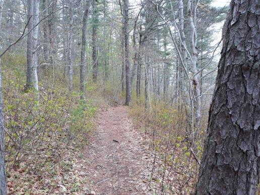 Beaver Dam Conservation Area-Plymouth ma 6