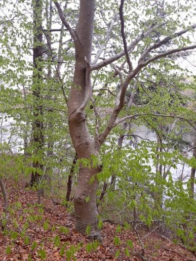 Beaver Dam Conservation Area-Plymouth ma 4