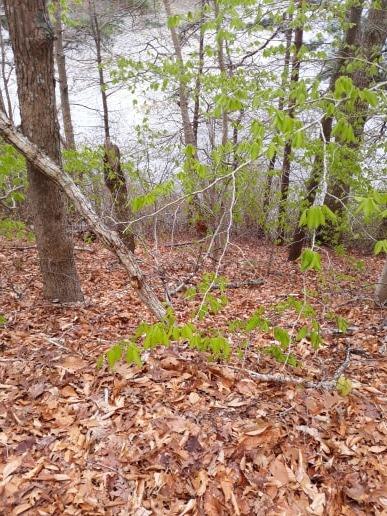 Beaver Dam Conservation Area-Plymouth ma 7