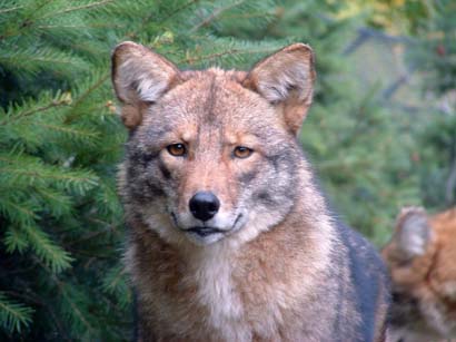 When Coyotes Attack (video) 1 LowResCaonHeadAltGreat