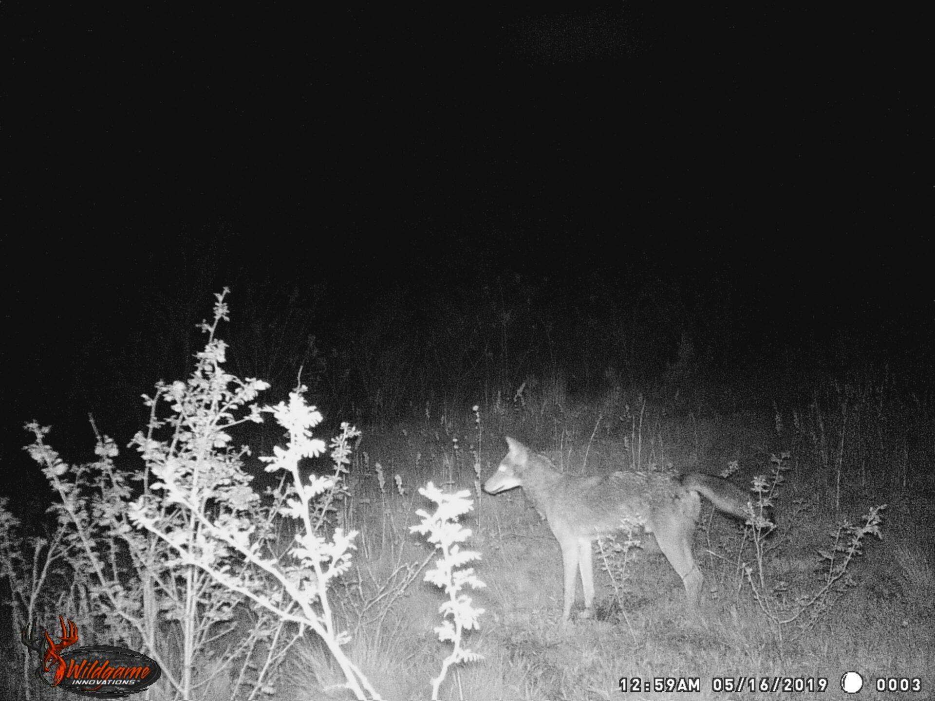 Blowing Up Coyotes Hunt