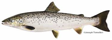 SALMON STOCKING: Yesterday, Quabbin Reservoir 1 download