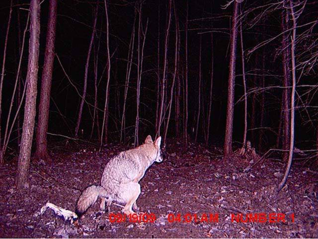 The ultimate disguise for trail cameras 1 strange animal pics captured out on the trail cam 640 05 1