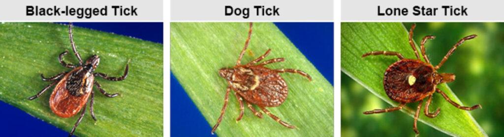 Tick-borne disease information for Massachusetts 2 Tick-borne disease information for Massachusetts 1
