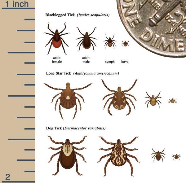 Tick-borne disease information for Massachusetts 3 Tick-borne disease information for Massachusetts 2