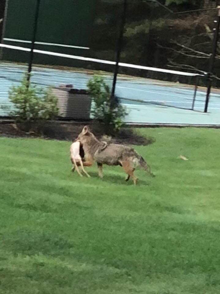 Unlike most invasive species, coyotes are native to North America 1 61753213 2198731546831279 1144283015409565696 n