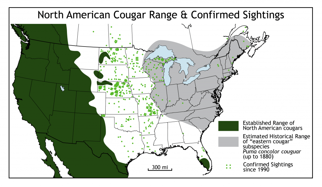facts about hybrid mountain lions 2 facts about hybrid mountain lions 1