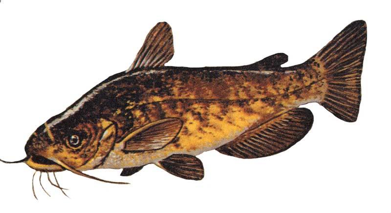 Handling Bullheads and Catfish 1 Ictalurus nebulosus GLERL 1