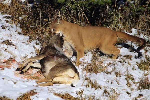 mountain lion: Is the Northeast ready for predators? 1 MR850