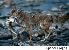 Unlike most invasive species, coyotes are native to North America 2 Unlike most invasive species, coyotes are native to North America 1