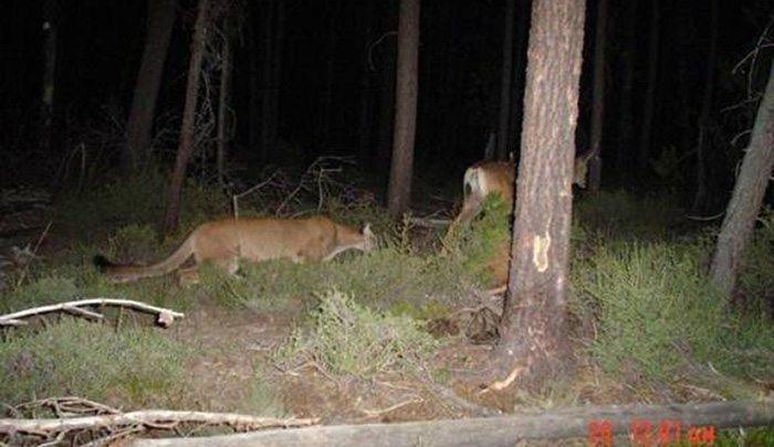 Massachusetts Trail Cam Sightings 1/16/2020 1 crazy trail cam pictures 13