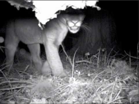 A reported sighting of a mountain lion in Goshen MA Friday 1 hqdefault