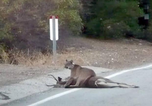 natural predators of white-tailed deer 1 lion and deer 620x435