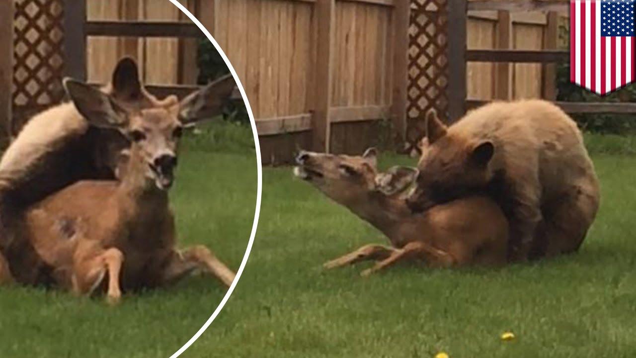 Rare moment caught on camera as bear mauls deer (video) 1 maxresdefault 2