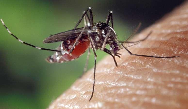 critical in 9 Massachusetts communities after confirmed human EEE case 1 190521 mosquito