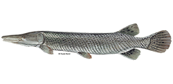 Alligator gar