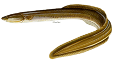 American eel DuaneRavenArt