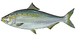 American shad
