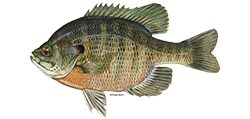 Bluegill DuaneRaverArt