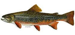 Brook trout DuaneRavenArt
