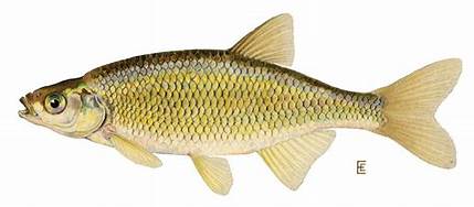 Baitfish may be taken by licensed anglers 6