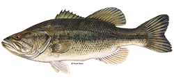 Largemouth bass DuaneRavenArt 1