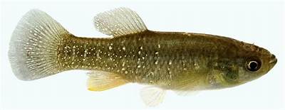 Baitfish may be taken by licensed anglers 5
