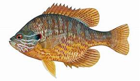Baitfish may be taken by licensed anglers 4