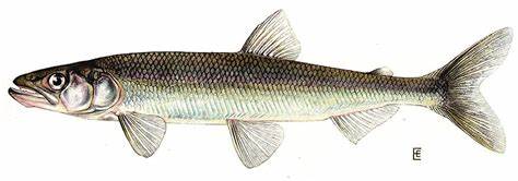 Baitfish may be taken by licensed anglers 3