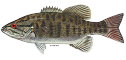 Smallmouth bass DuaneRavenArt