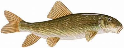Baitfish may be taken by licensed anglers 1