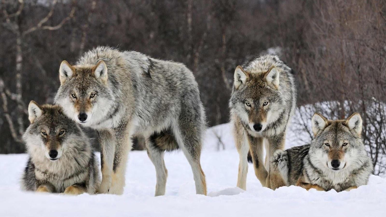 Wolves Repopulate Massachusetts 1 Wolfpack
