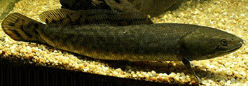 bowfin